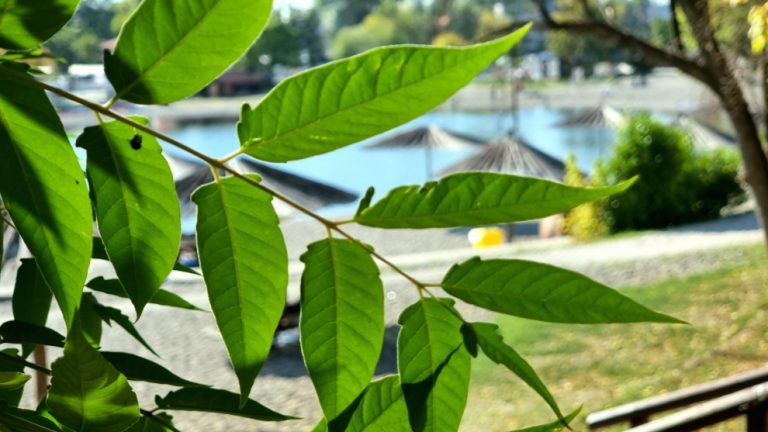 Pannonica Počela prodaja sezonskih ulaznica po redovnim cijenama